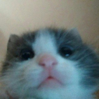 вареники с вишней