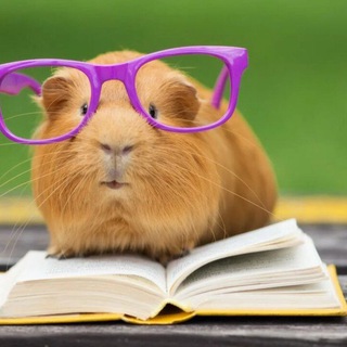 Власть книжного хомяка