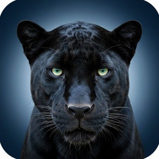 ПУМА терминал Кипарисово