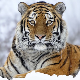 Мир Животных