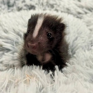 В мире питомцев