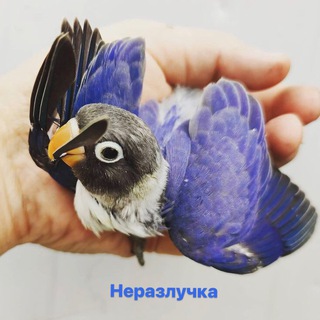 VODIY_QUSHBOZORI) 🦜