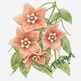 Вон та хойя