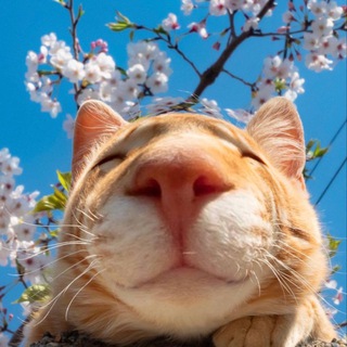 випуклі коти