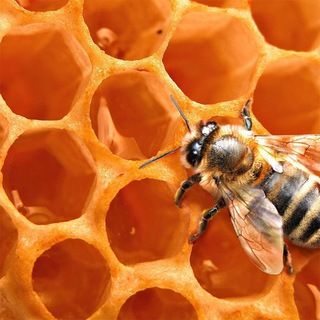 Восковые отливки|Диагностика и лечение воском🐝