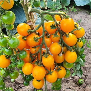 Дачные соседи | Сад | Огород🍒🌼🥬