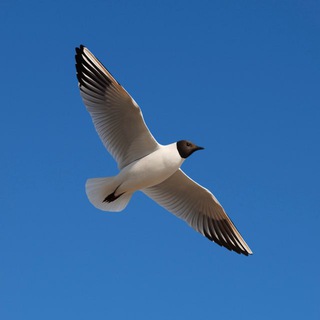 Вот в чем смысл!