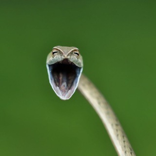 Переписки анкеты ebobo | badoo | pure