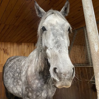 всадники апокалипсиса