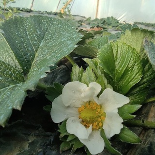 Всё о клубнике 🍓