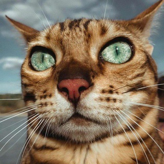 Запости кота