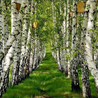 Березовая роща