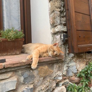 🐾🧺Коты-воители (warriors cats) 🧺🐾