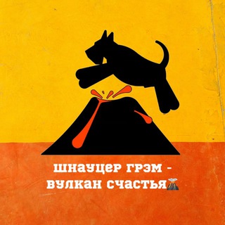 Шнауцер Грэм - вулкан счастья🌋