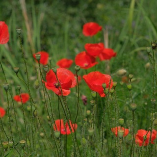 V-NICHE | В-НИШЕ