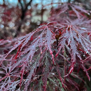 Растения моими глазами