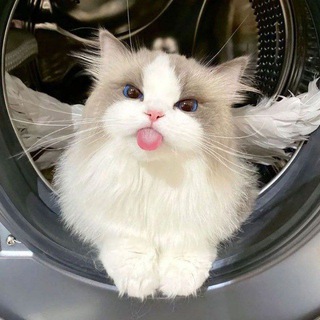 🥰 Котики ^~^