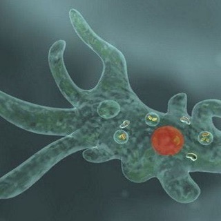 Wannabe биолог