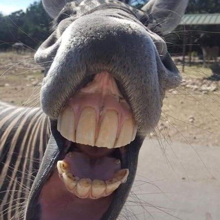 Прикольные видео