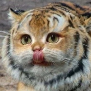 Приключение в интернетах