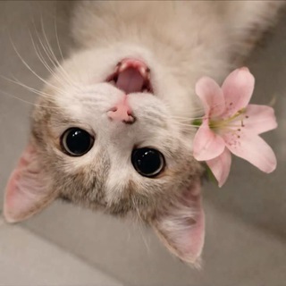 тик ток моды