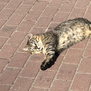 КотоСторис