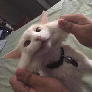 глупенькие мемы и котята