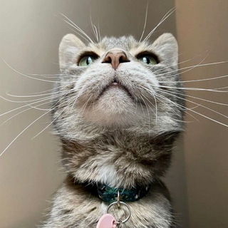 Усы, лапы и хвост!