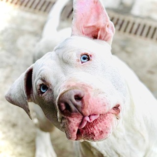 ВайтБуль и его приключения 🤍