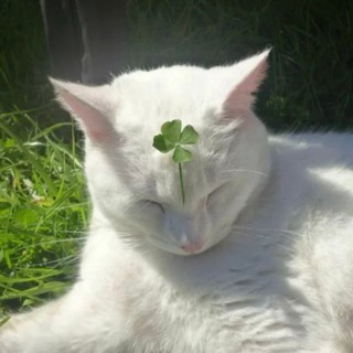 Ведьмин Кот | Мемы | Юмор | Викка | Язычество | Магия