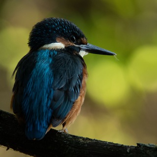 Дикий фотограф