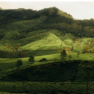 wildflower’s diary 🪔