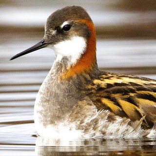 Георгий Богуславский