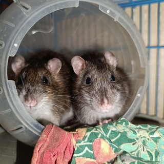 Rat'n'Roll Underground