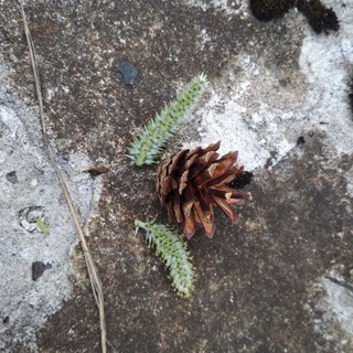 Крылья наутилуса.