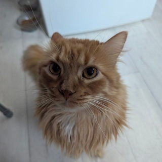 гифт от виникси