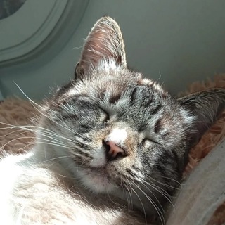 С котом о музыке🐈‍⬛️