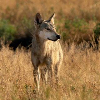 Фотогалерея "Шедевры дикой природы" А.О.