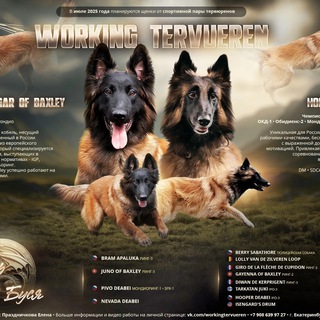 Рабочие тервюрены (Буся, Вхагар и их детишки