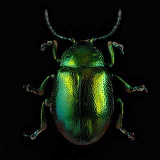 Мир Насекомых 🪲