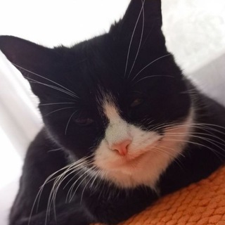 Котики на Изи