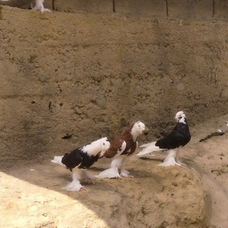 Andijon zotli Kabutar Ishqibozlari