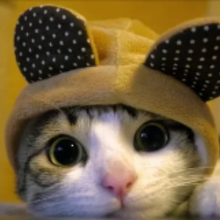 Халява от Котик🐱