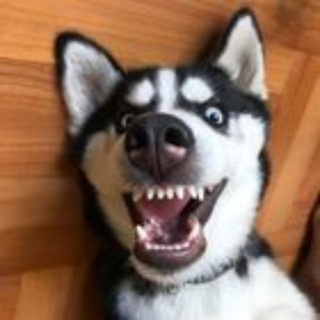 Забавный зверек