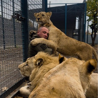 Холодная Зебра