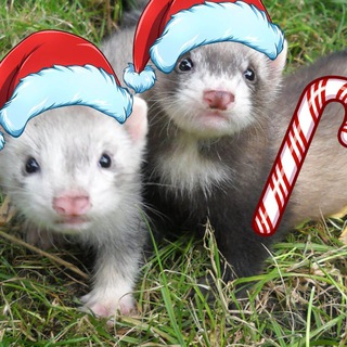 ХОРЬКИ и БИБИЗОНЫ