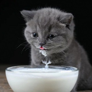 Кефир, мемы.