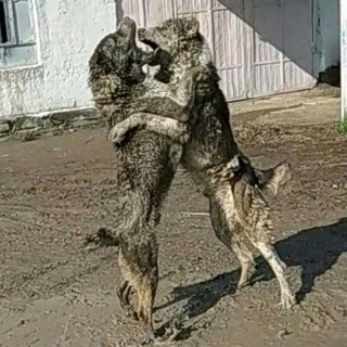 🇺🇿Xuliganlar🇺🇿💣💣💣