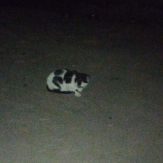 Публичный шедевр