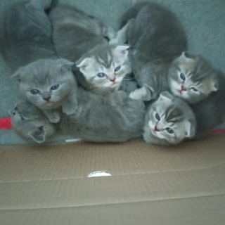 Хвосты и носики 😍